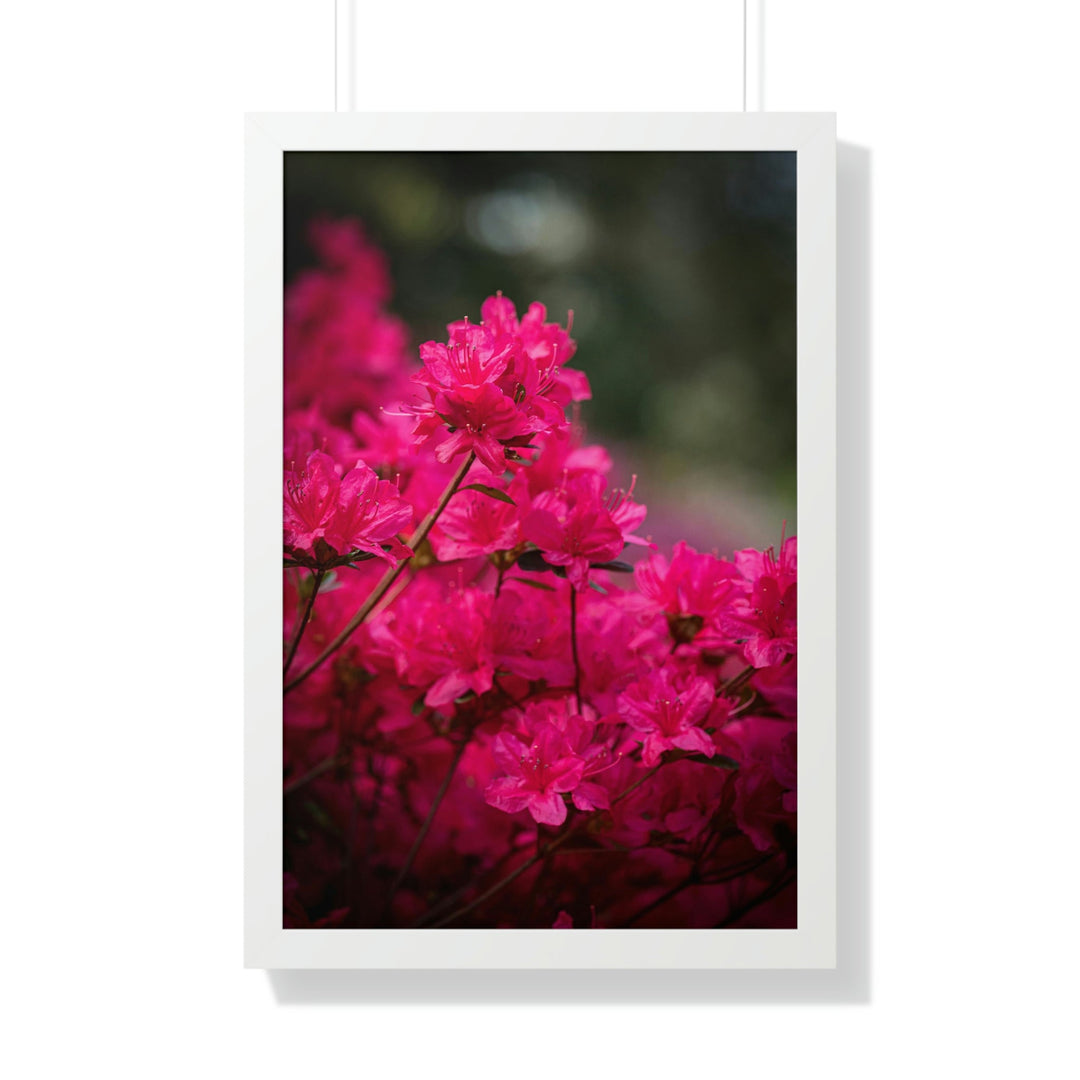 Full Bloom - Framed Print - Visiting This World