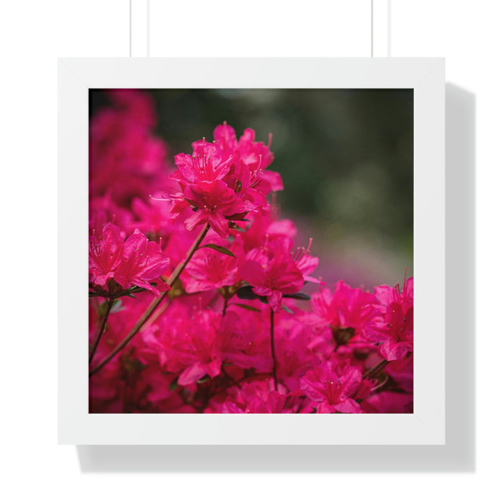 Full Bloom - Framed Print - Visiting This World