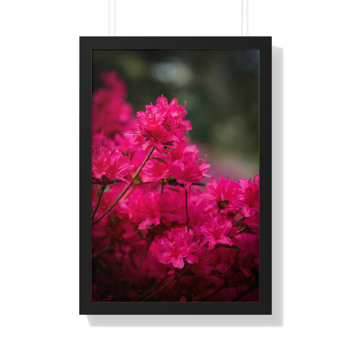 Full Bloom - Framed Print - Visiting This World