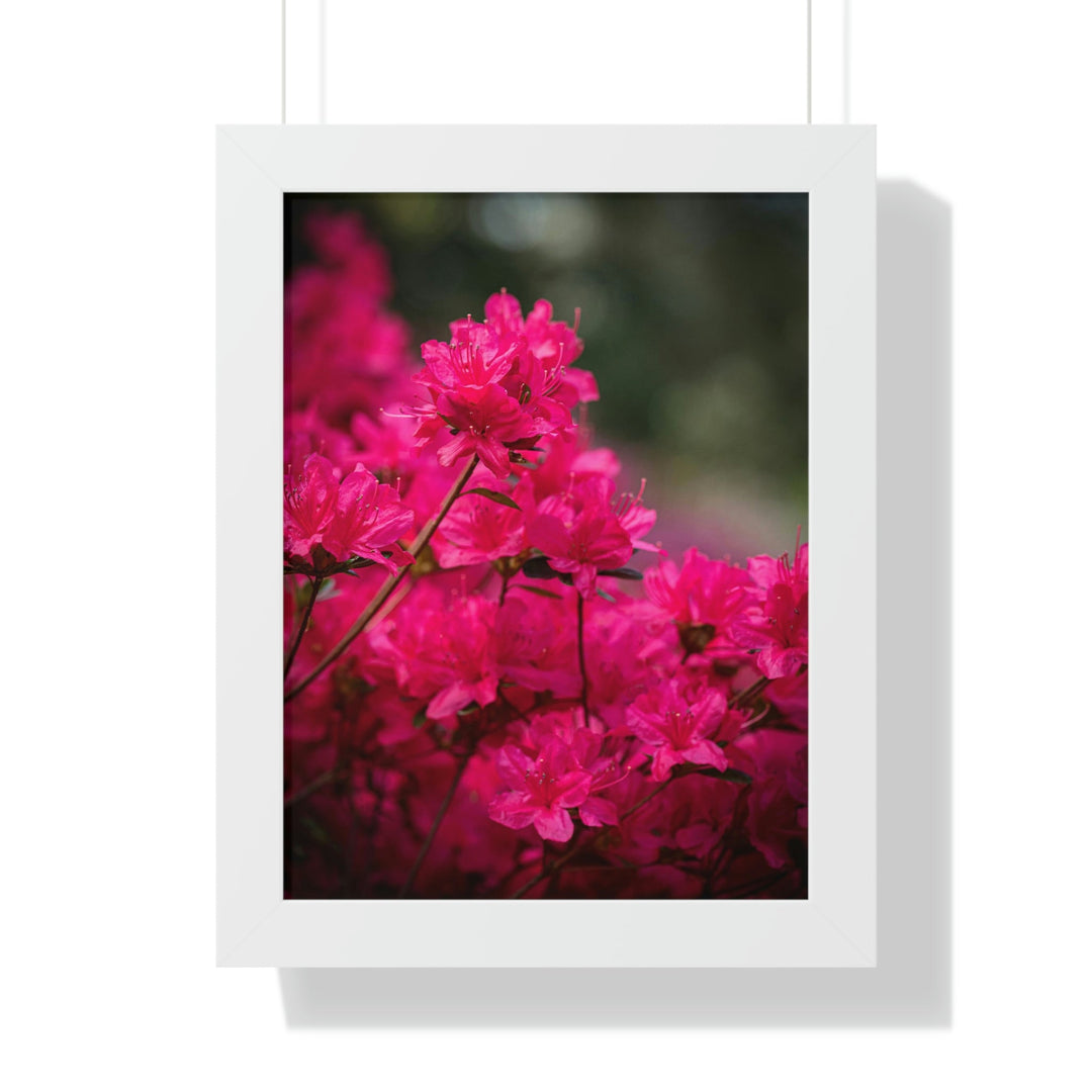 Full Bloom - Framed Print - Visiting This World