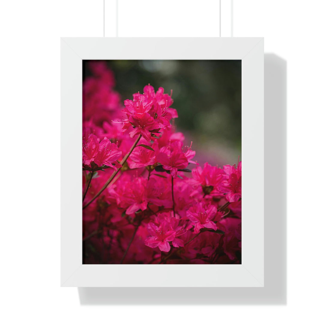 Full Bloom - Framed Print - Visiting This World