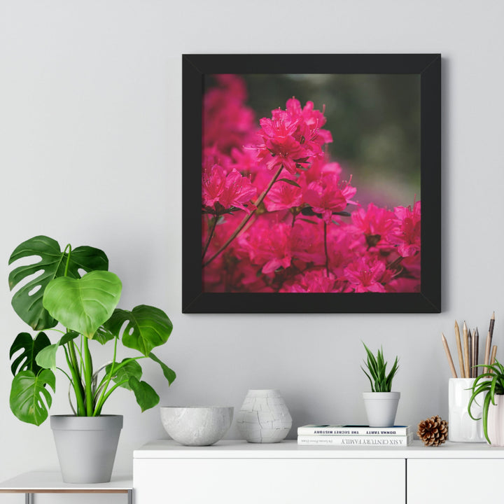 Full Bloom - Framed Print - Visiting This World