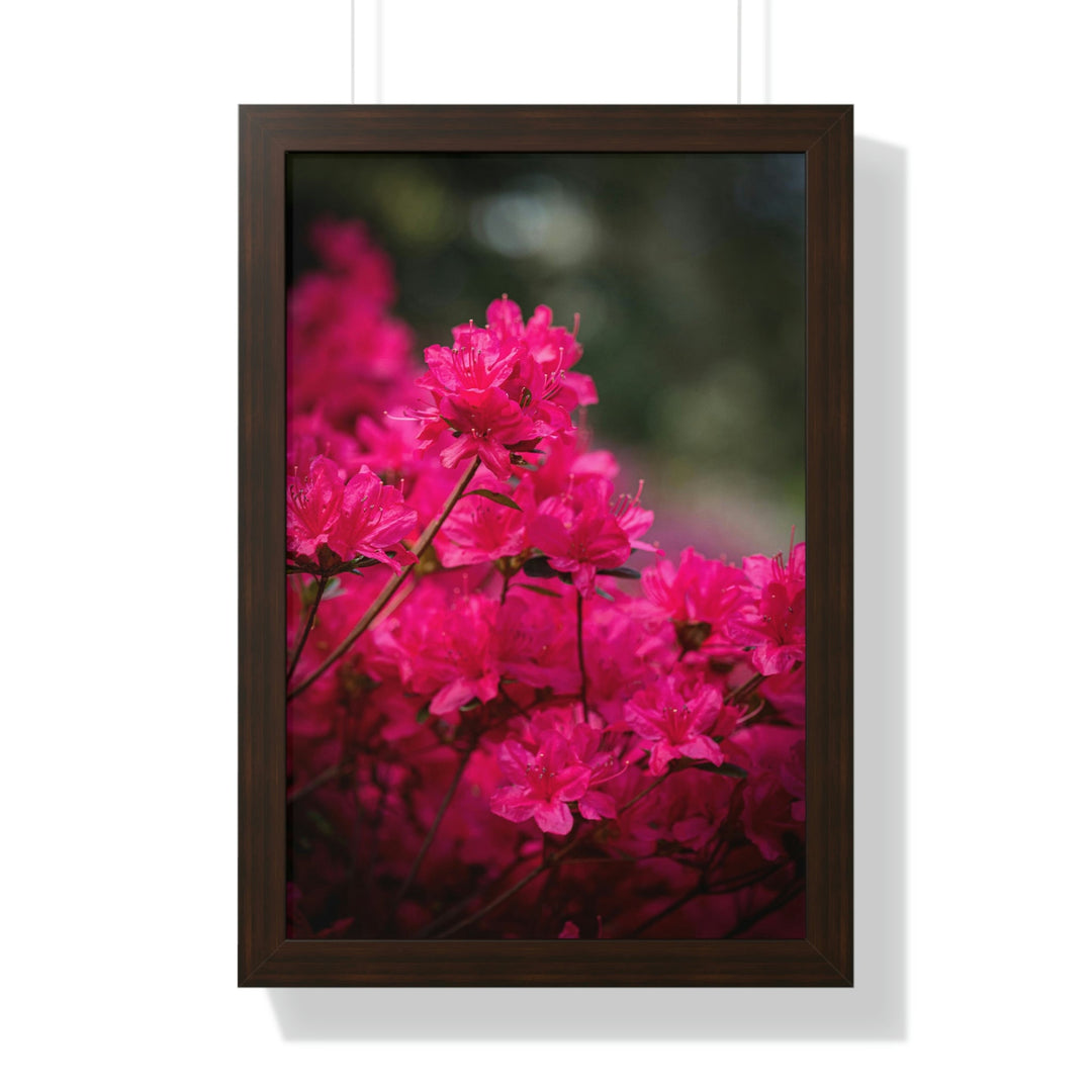 Full Bloom - Framed Print - Visiting This World