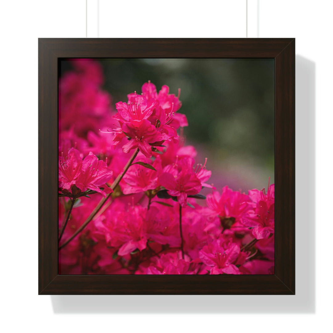 Full Bloom - Framed Print - Visiting This World