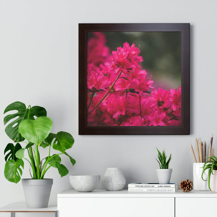 Full Bloom - Framed Print - Visiting This World