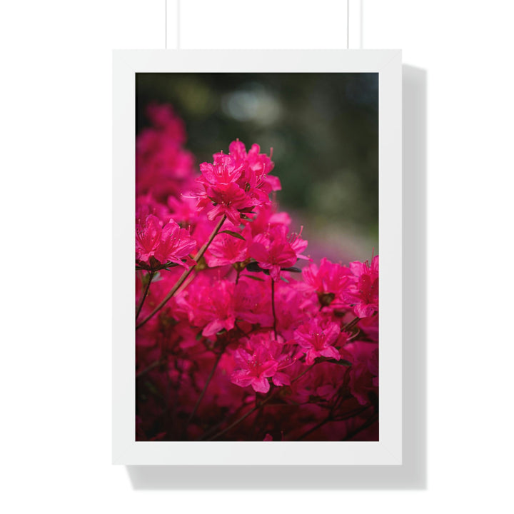 Full Bloom - Framed Print - Visiting This World