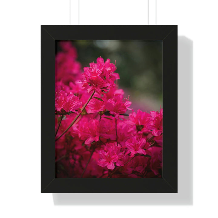 Full Bloom - Framed Print - Visiting This World