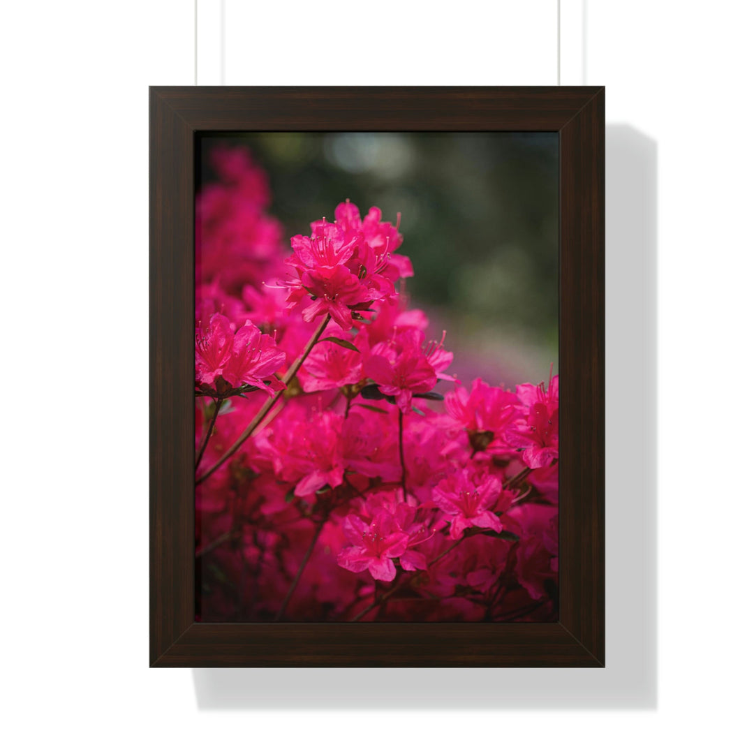 Full Bloom - Framed Print - Visiting This World