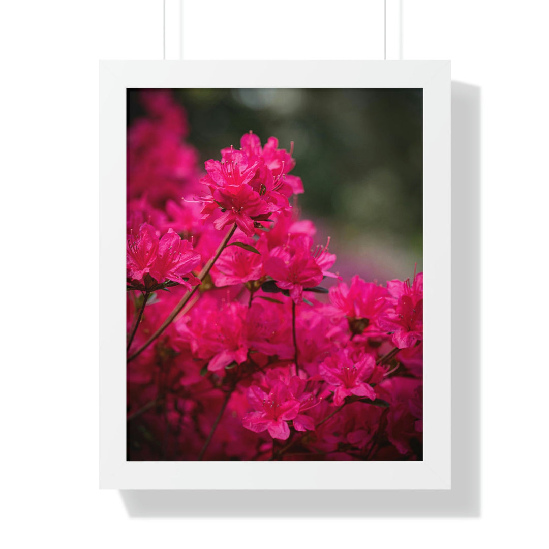 Full Bloom - Framed Print - Visiting This World