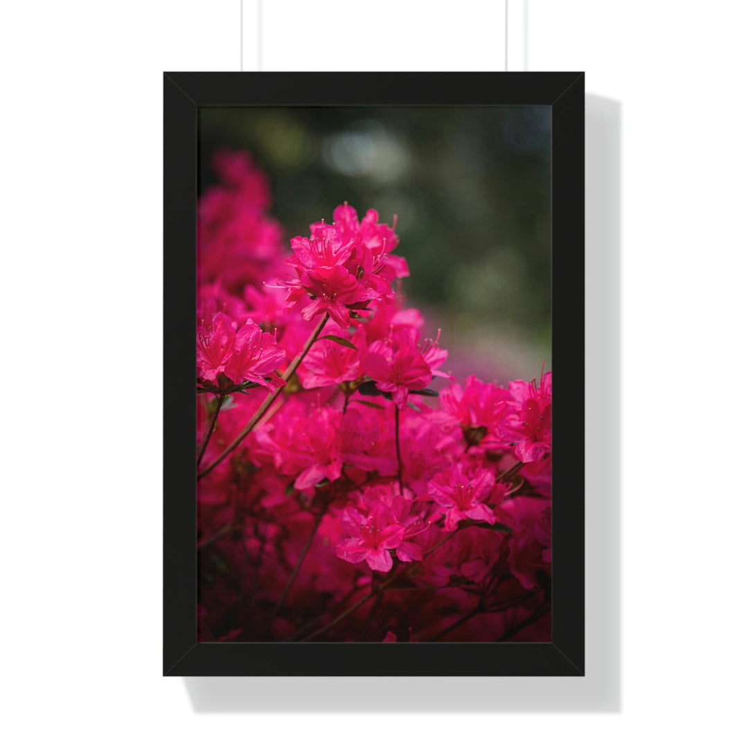 Full Bloom - Framed Print - Visiting This World