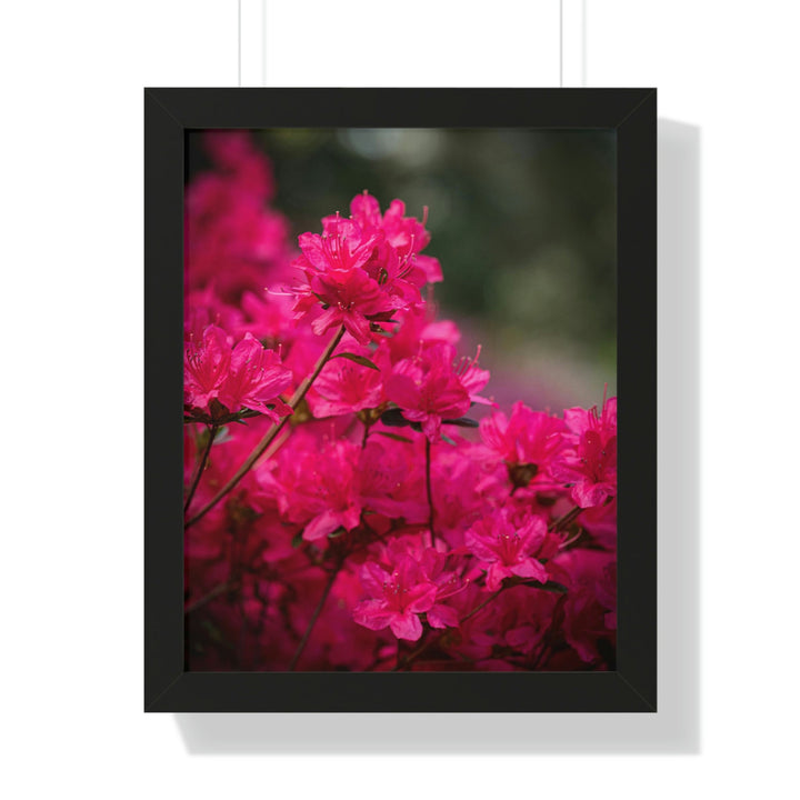 Full Bloom - Framed Print - Visiting This World