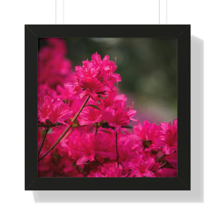 Full Bloom - Framed Print - Visiting This World