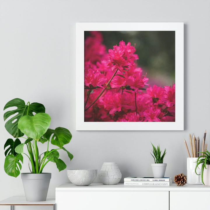 Full Bloom - Framed Print - Visiting This World