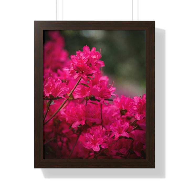 Full Bloom - Framed Print - Visiting This World