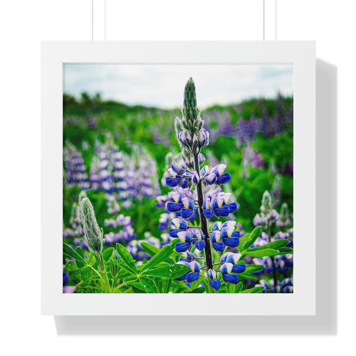 Glowing Lupin - Framed Print - Visiting This World