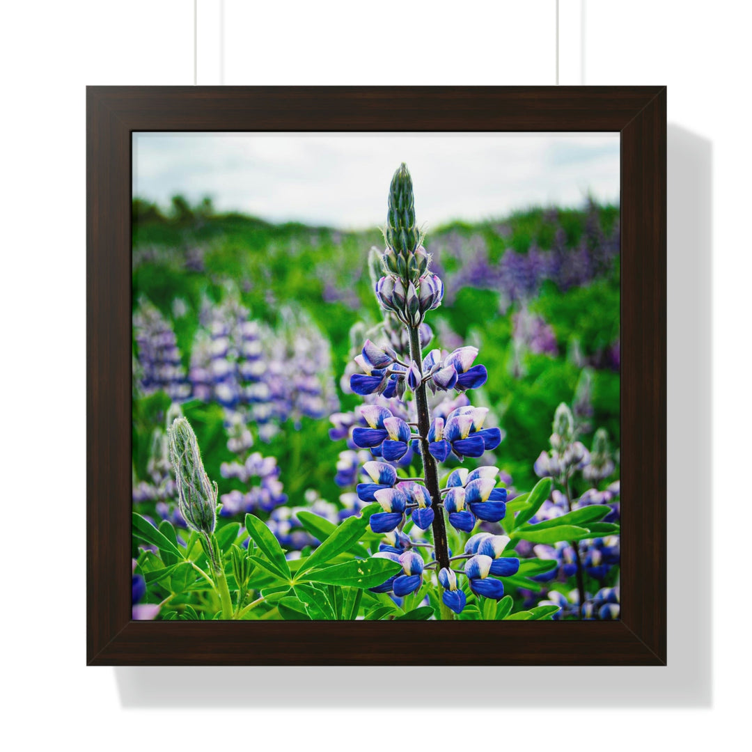 Glowing Lupin - Framed Print - Visiting This World