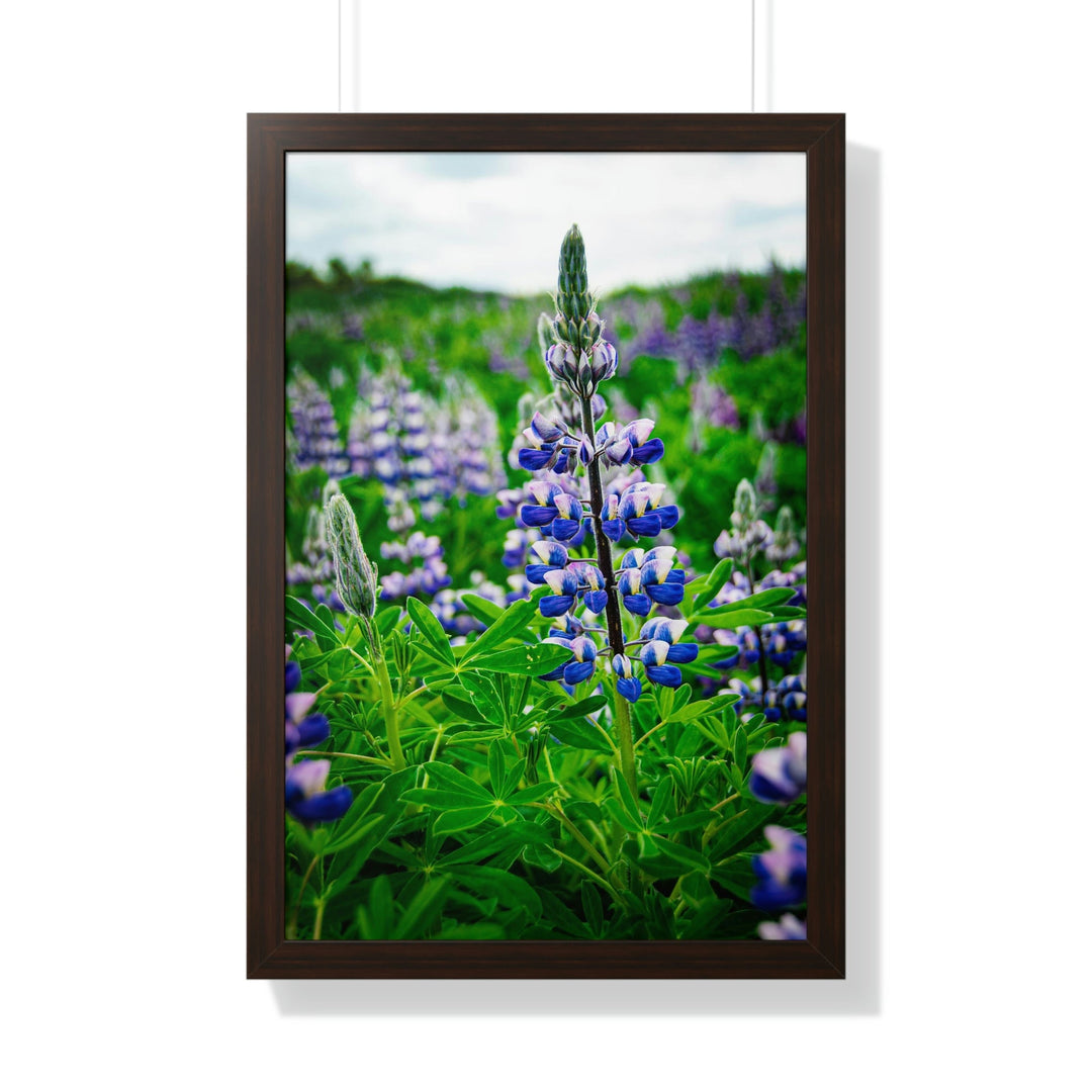 Glowing Lupin - Framed Print - Visiting This World