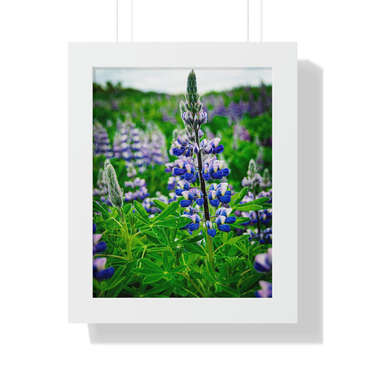 Glowing Lupin - Framed Print - Visiting This World