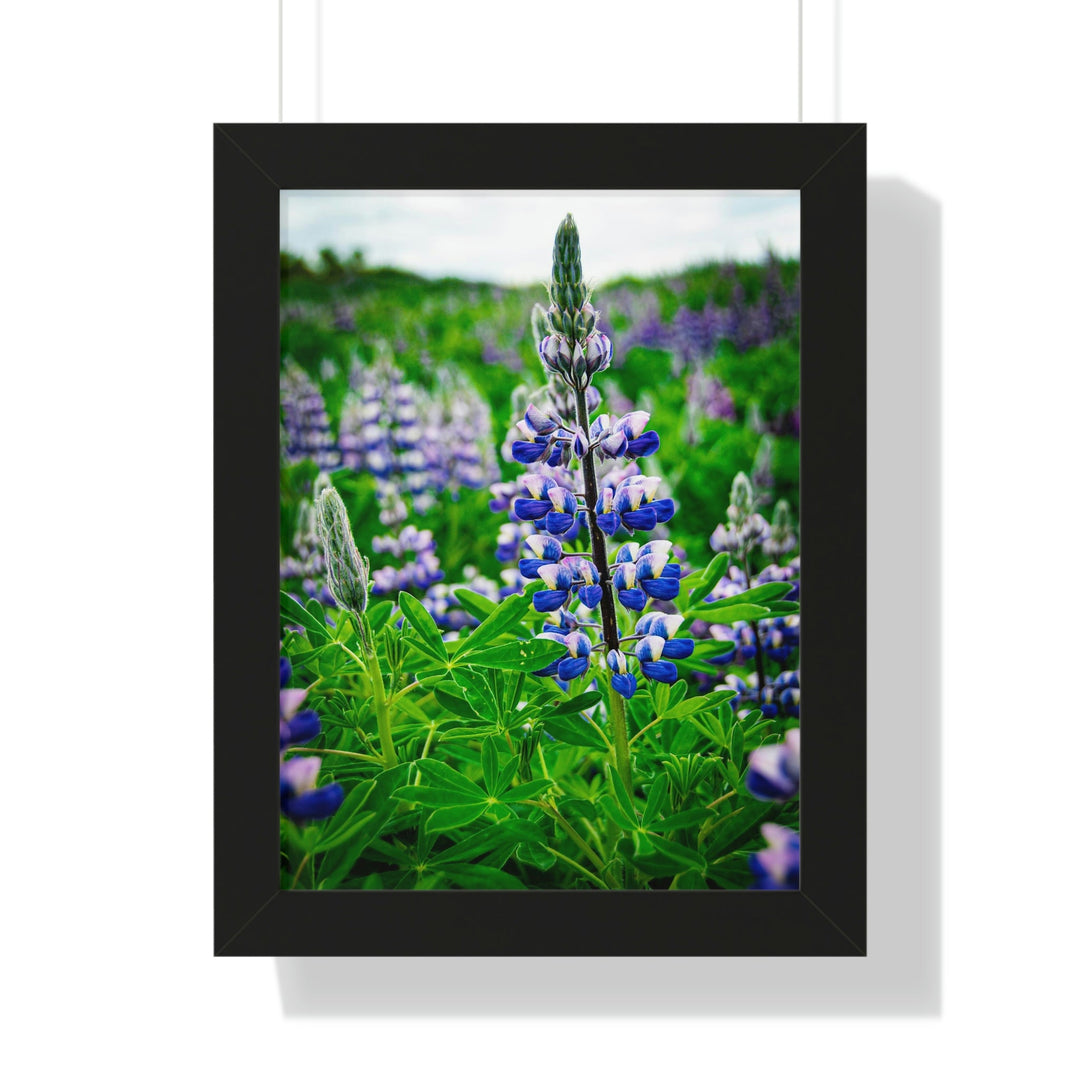 Glowing Lupin - Framed Print - Visiting This World