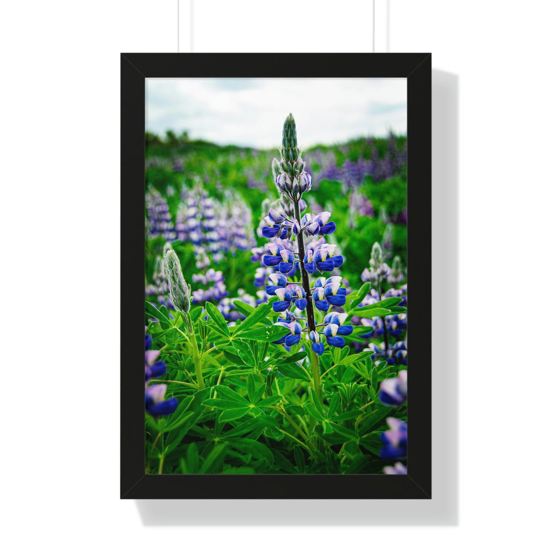 Glowing Lupin - Framed Print - Visiting This World