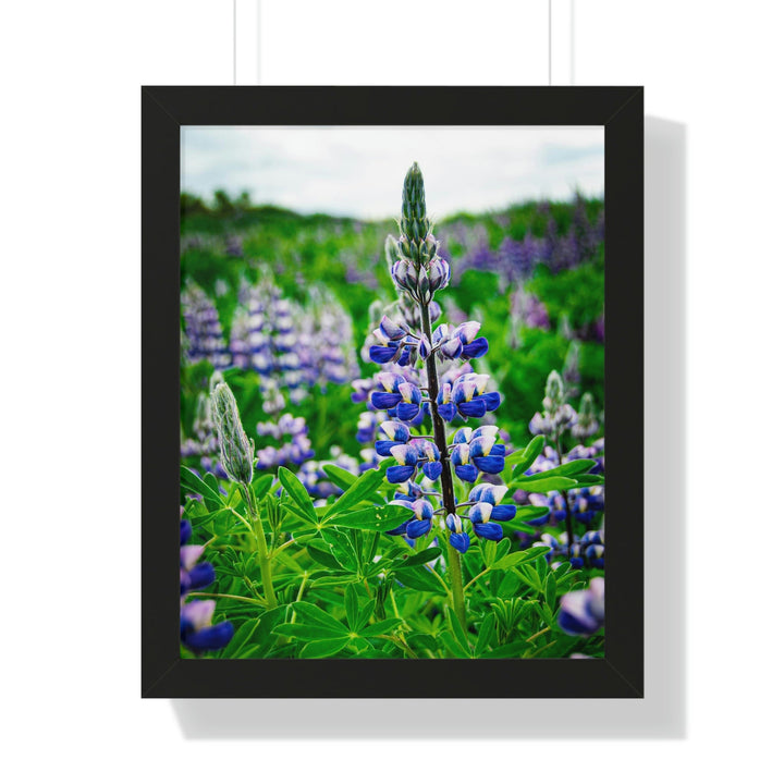 Glowing Lupin - Framed Print - Visiting This World