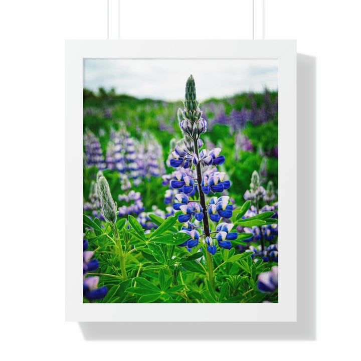 Glowing Lupin - Framed Print - Visiting This World