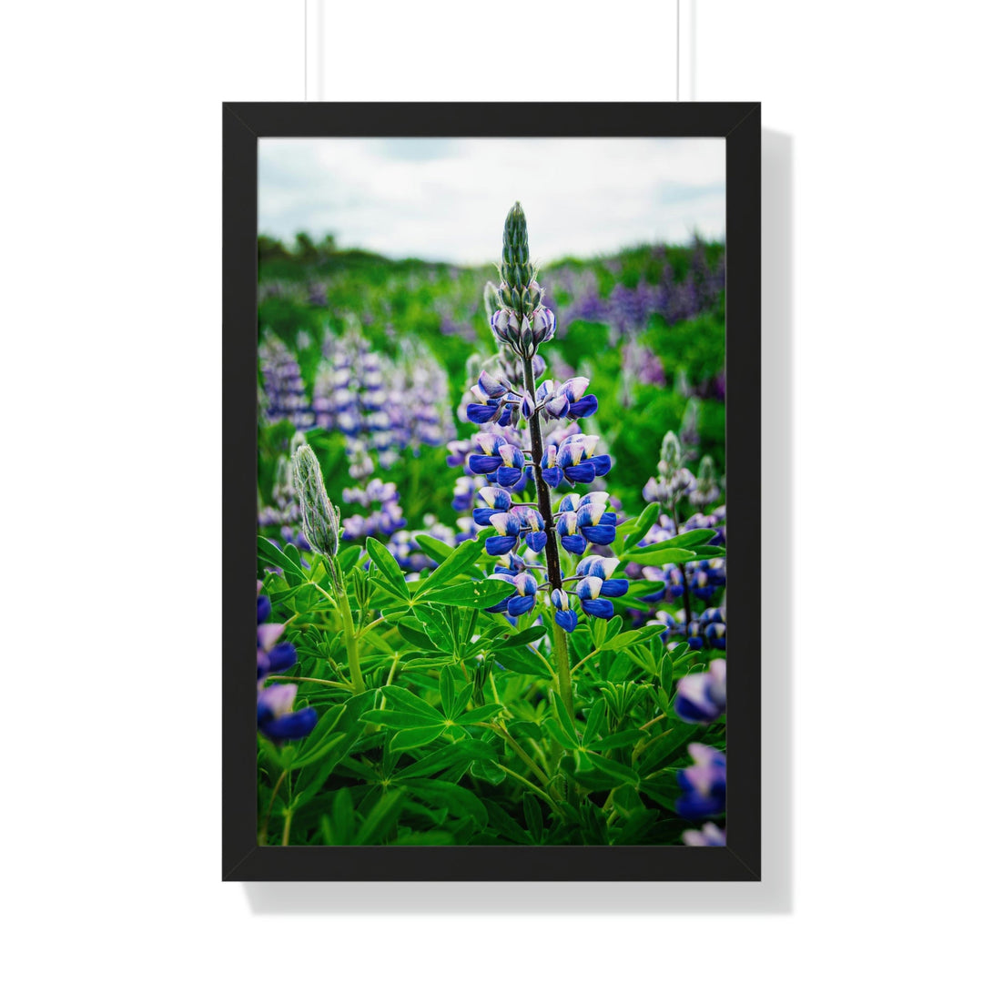 Glowing Lupin - Framed Print - Visiting This World