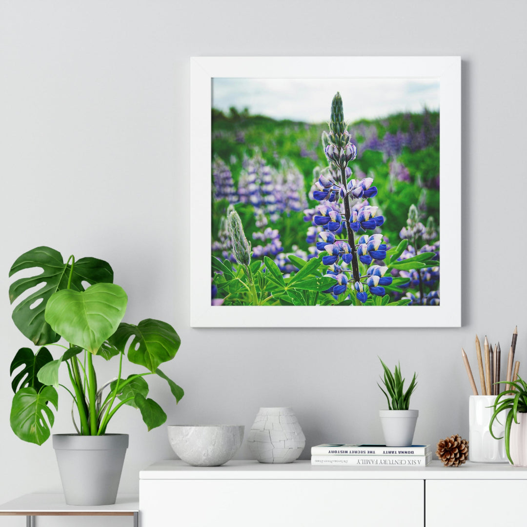 Glowing Lupin - Framed Print - Visiting This World