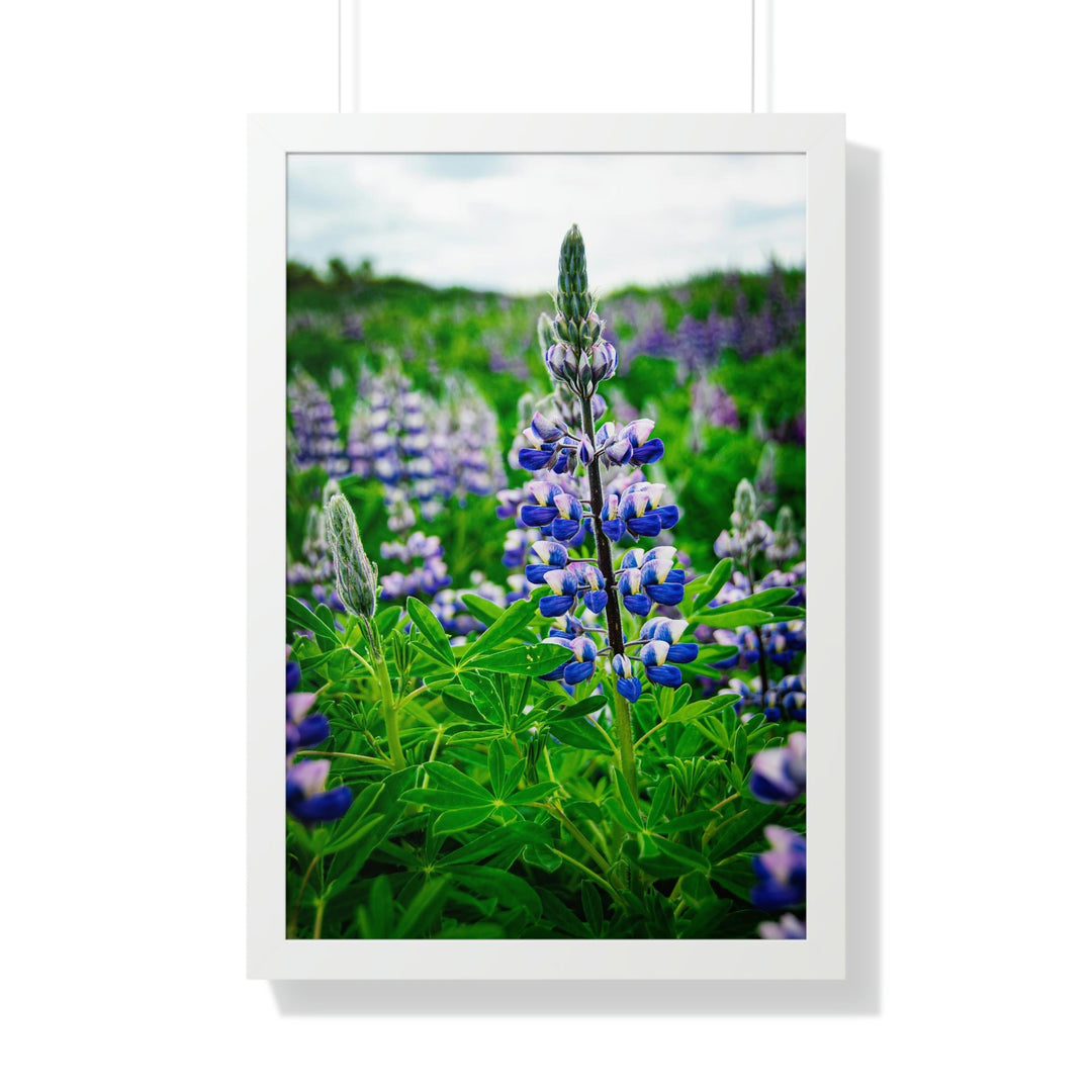 Glowing Lupin - Framed Print - Visiting This World