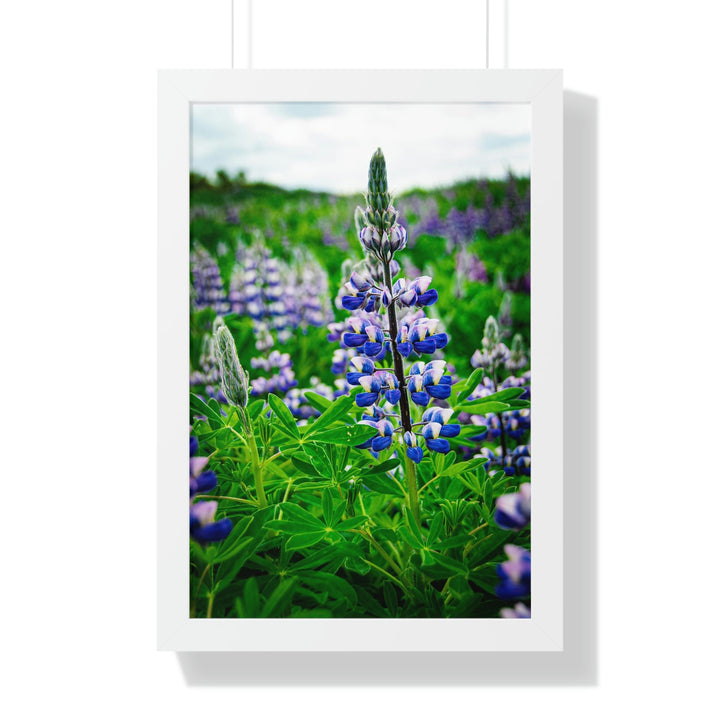 Glowing Lupin - Framed Print - Visiting This World