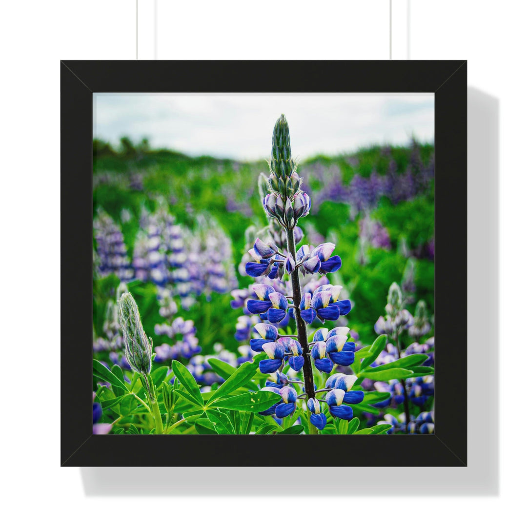 Glowing Lupin - Framed Print - Visiting This World