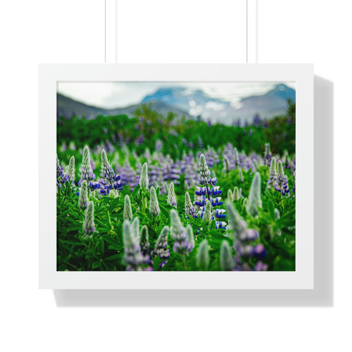 Glowing Lupin with Mountains - Framed Print - Visiting This World