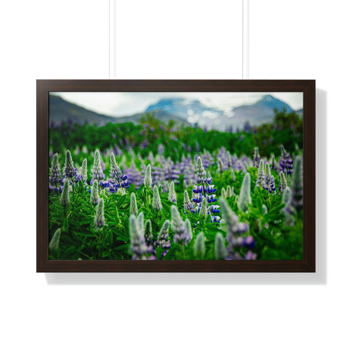 Glowing Lupin with Mountains - Framed Print - Visiting This World