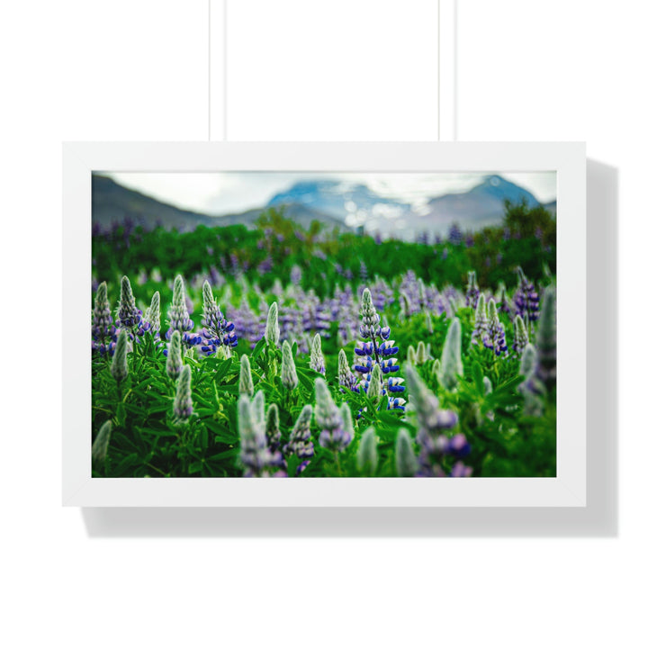 Glowing Lupin with Mountains - Framed Print - Visiting This World