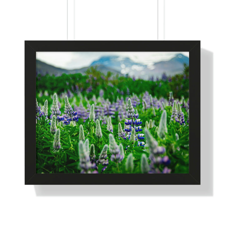 Glowing Lupin with Mountains - Framed Print - Visiting This World