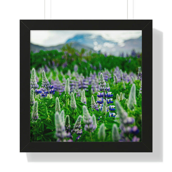 Glowing Lupin with Mountains - Framed Print - Visiting This World