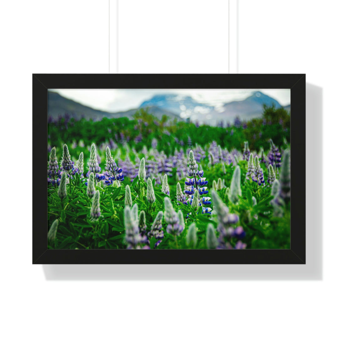 Glowing Lupin with Mountains - Framed Print - Visiting This World