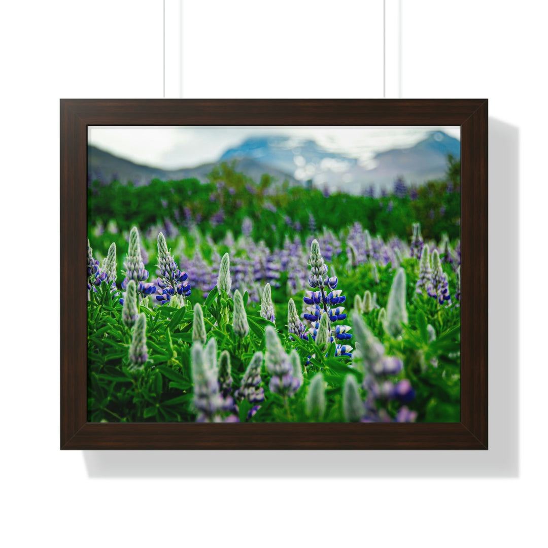 Glowing Lupin with Mountains - Framed Print - Visiting This World