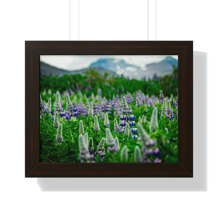 Glowing Lupin with Mountains - Framed Print - Visiting This World