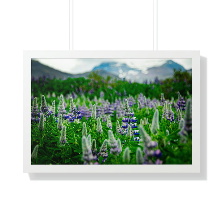 Glowing Lupin with Mountains - Framed Print - Visiting This World