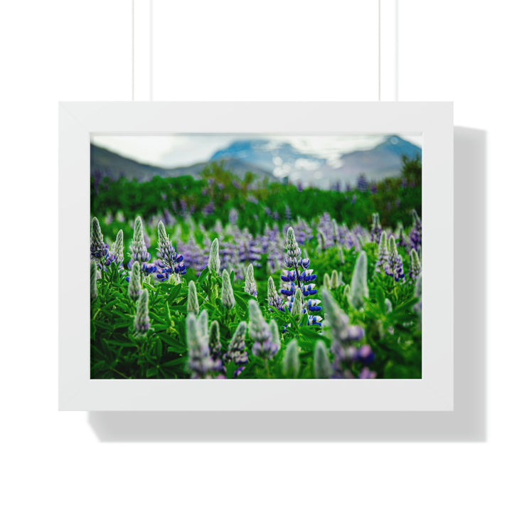 Glowing Lupin with Mountains - Framed Print - Visiting This World