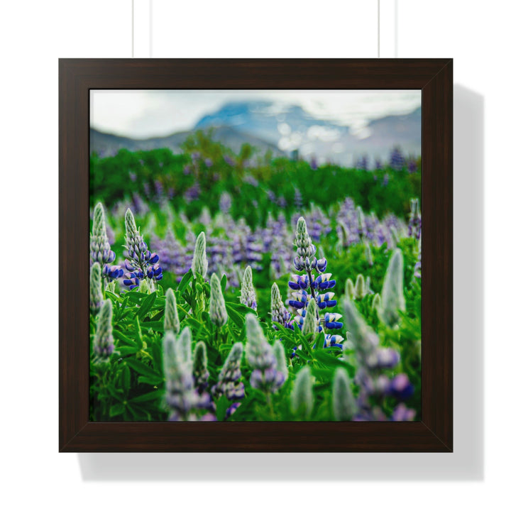 Glowing Lupin with Mountains - Framed Print - Visiting This World