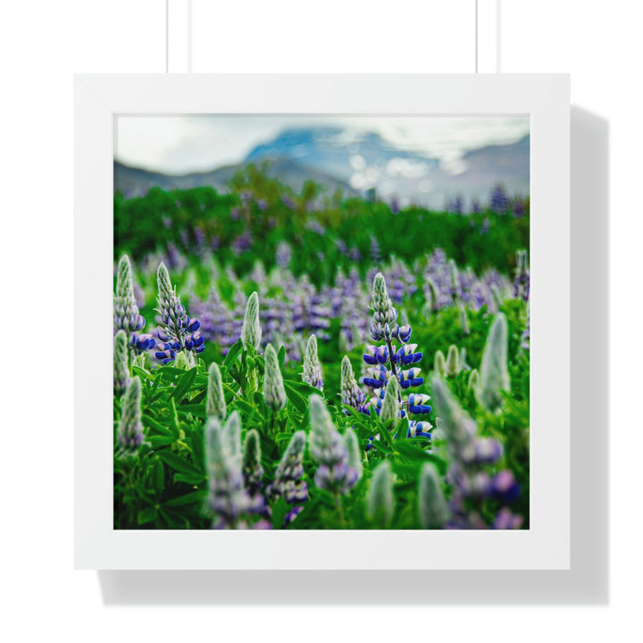 Glowing Lupin with Mountains - Framed Print - Visiting This World