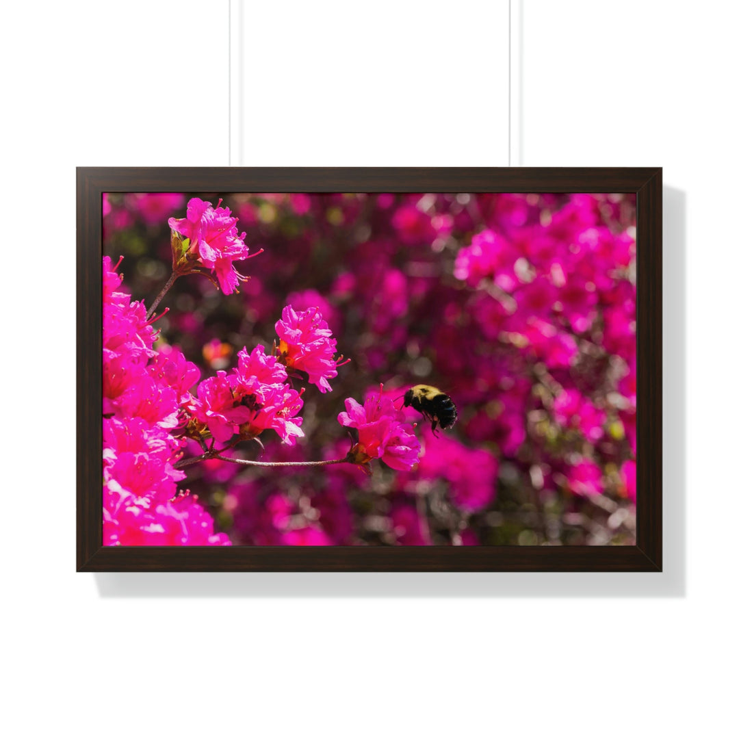 Hovering - Framed Print - Visiting This World