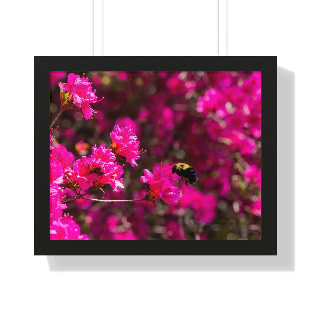 Hovering - Framed Print - Visiting This World