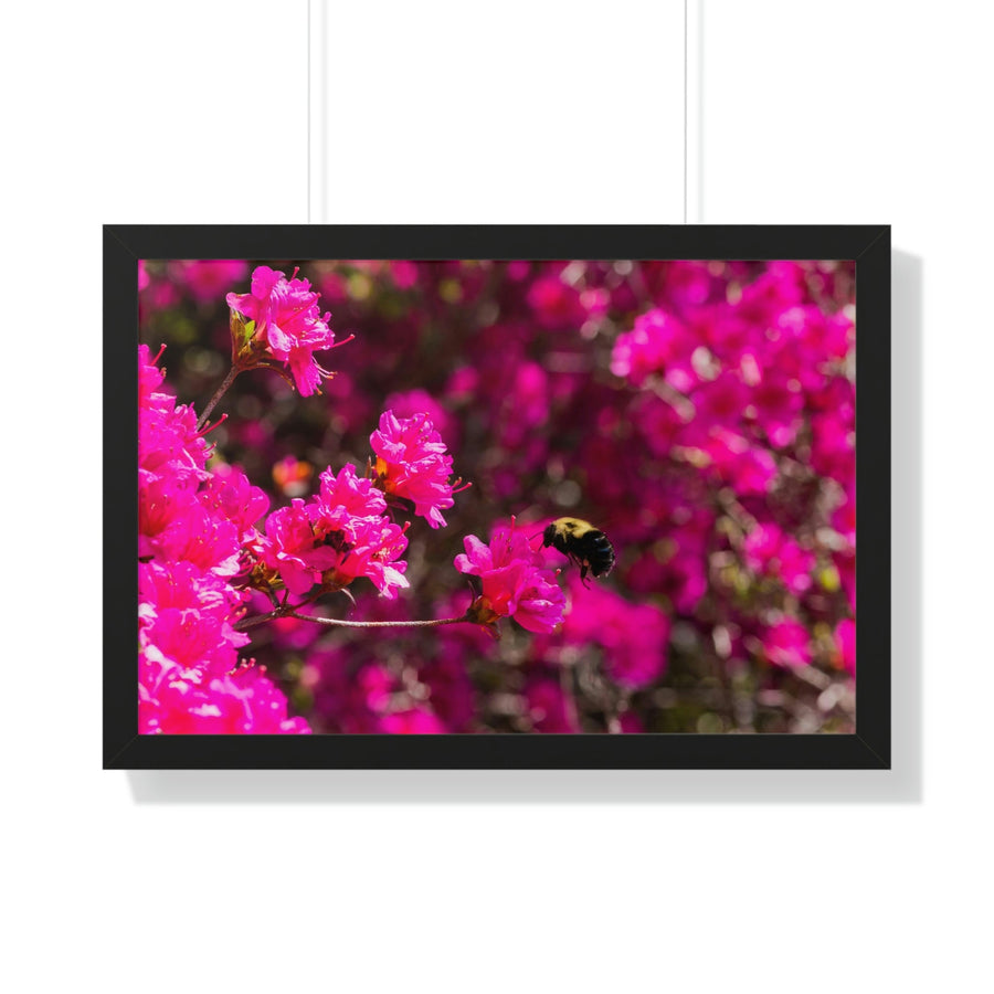 Hovering - Framed Print - Visiting This World