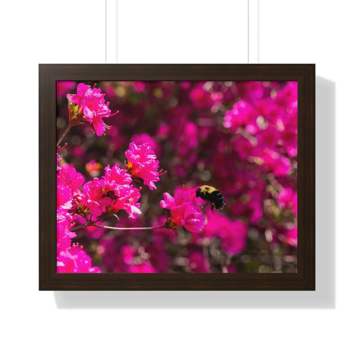 Hovering - Framed Print - Visiting This World