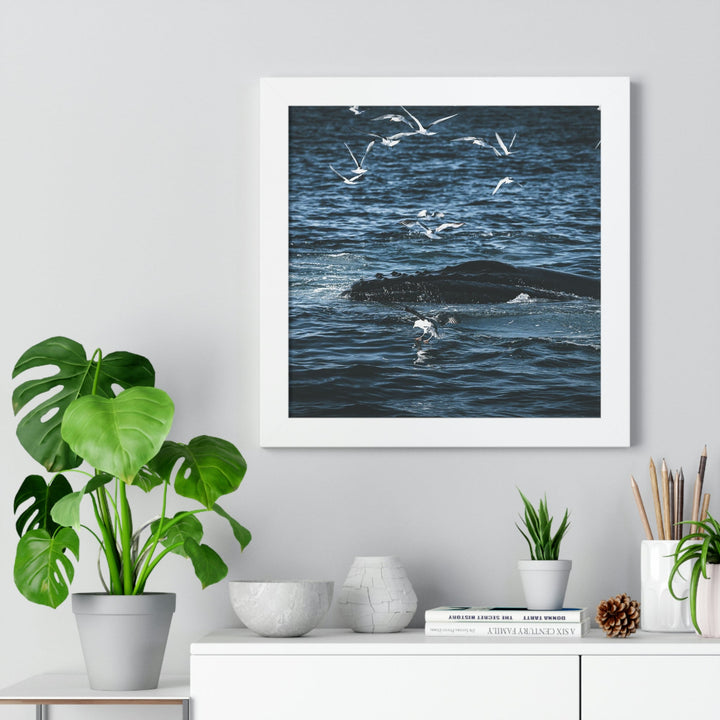 Humpback Hello - Framed Print - Visiting This World