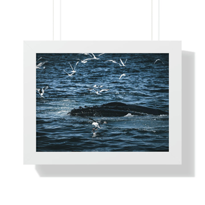 Humpback Hello - Framed Print - Visiting This World