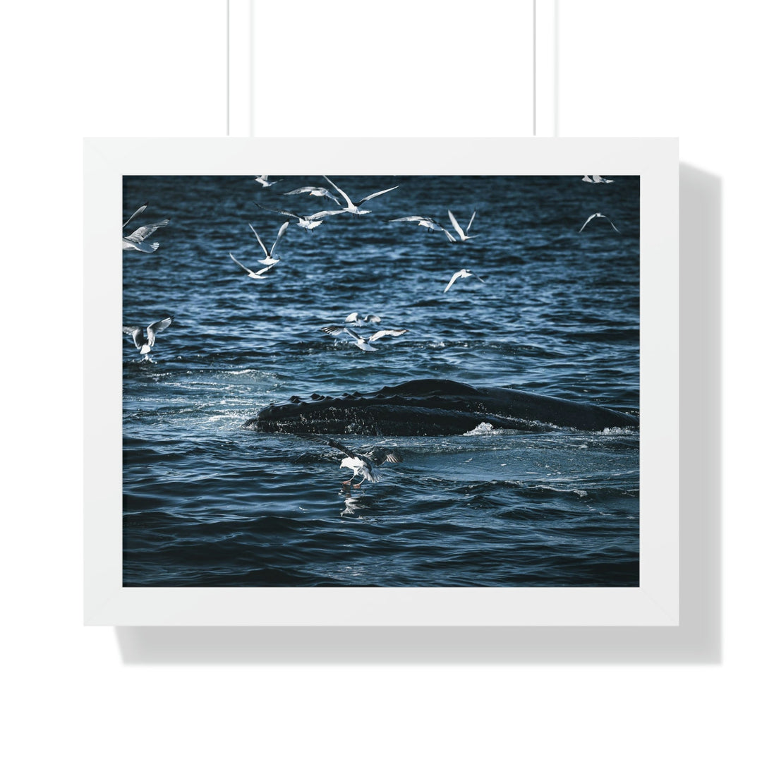 Humpback Hello - Framed Print - Visiting This World